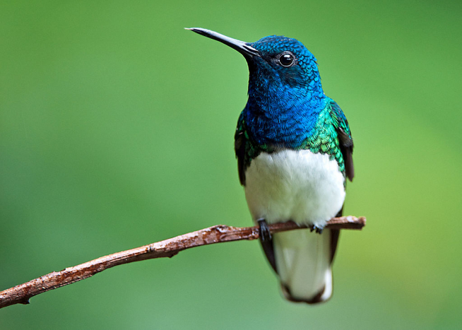 El macho de colibrí nuquiblanco luce un llamativo color azul en su cabeza