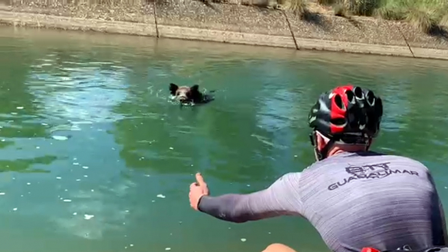 El ciclista anima a salir del agua al jabalí que después embistió a quien grababa la escena.