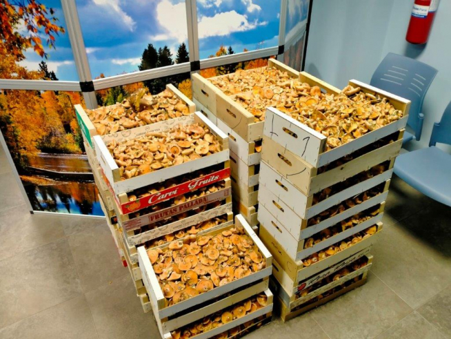 160 kilos de rebollones intervenidos por la Guardia Civil en Villalengua