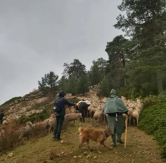 Los pastores trashumantes llevan 3.000 animales de Guadalaviar a Jaén.