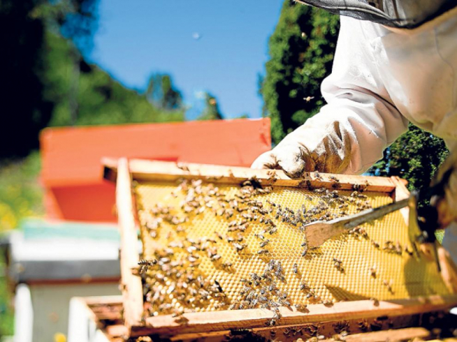 Los apicultores aragoneses recogerán este año una cosecha un 50% inferior a la anterior.