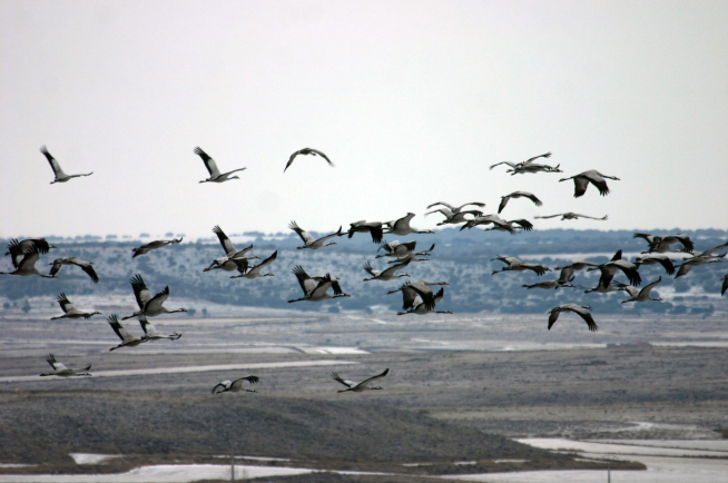 Grullas en la Laguna de Gallocanta