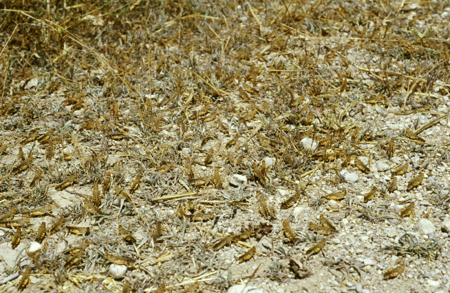 Foco de adultos de langosta mediterránea Dociostaurus maroccanus.