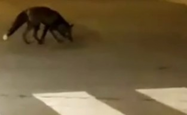 Uno de los zorros, junto a un paso de peatones en Gallur