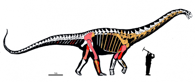 Silueta de Abditosaurus kuehnei en la que se muestran en distintos colores los restos excavados en distintas campañas de excavación. El color rosa claro corresponde a fósiles excavados en el siglo pasado y que se han perdido