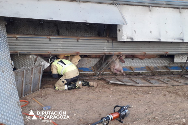 Los bomberos de la DPZ han rescatado alrededor de un centenar de cerdos del camión que ha volcado en Mara.