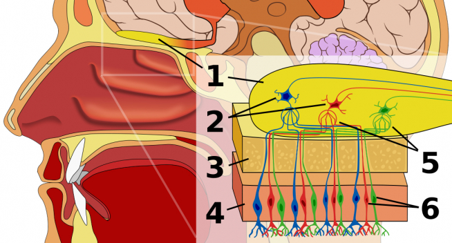Sistema olfativo humano 1: Bulbo olfatorio. 2: Células mitrales. 3: Hueso (lámina cribosa del etmoides). 4: Epitelio nasal. 5: Glomérulo olfatorio. 6: Células receptoras olfativas.
