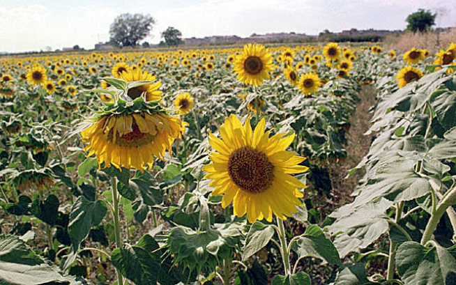 Girasoles en una explotación aragonesa.