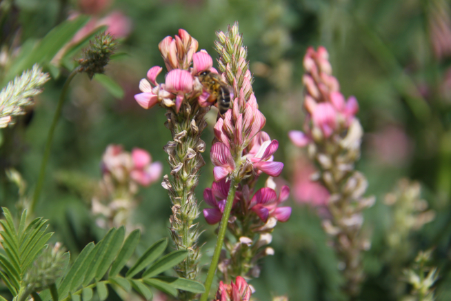 Onobrychis viciifolia Scop., esparceta