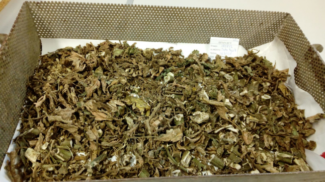 Raíces, tallos, hojas y frutos de destrío se someten a una etapa de henificado (secado) y ensilaje (en unas condiciones que favorecen diversas fermentaciones bacterianas, se logra conservar el valor nutritivo).