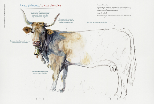 Una lámina sobre la vaca pirenaica.