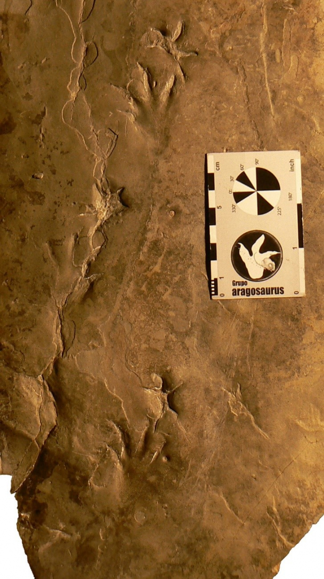 Fotografía de uno de los rastros de Crocodylopodus analizados.