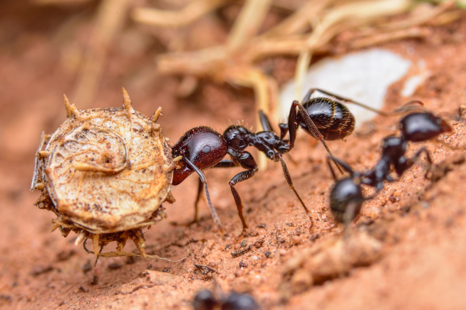 qué sirve una hormiga?