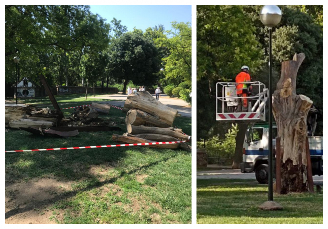 El Ayuntamiento de Zaragoza decidió talar el árbol, catalogado como árbol singular, el pasado 4 de julio