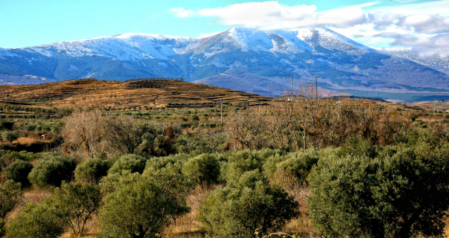 Olivos a las faldas del Moncayo.