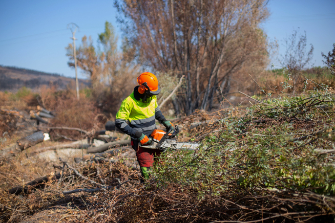 Fotos de la retirada de árboles quemadas en Moros, tras el incendio de Ateca