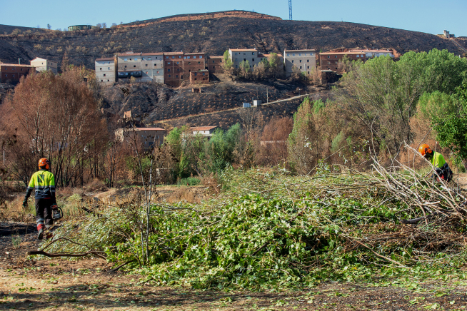 Fotos de la retirada de árboles quemadas en Moros, tras el incendio de Ateca