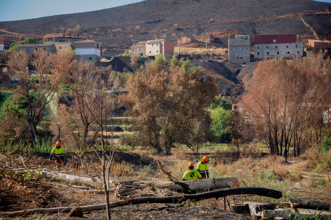 Fotos de la retirada de árboles quemadas en Moros, tras el incendio de Ateca