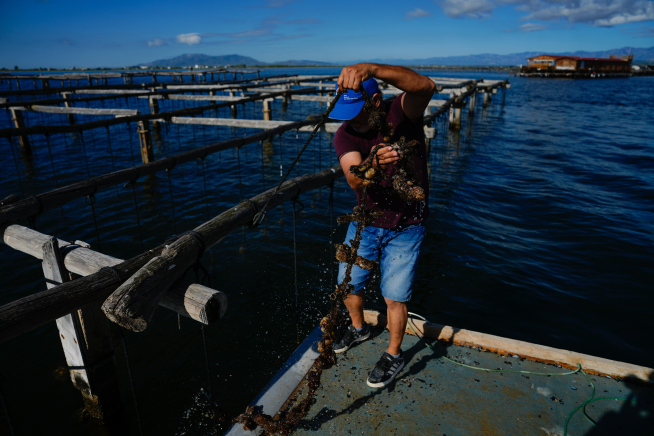 El cambio climático ya mata a los mejillones del Delta del Ebro Sant Carles de la Ràpita (Tarragona)