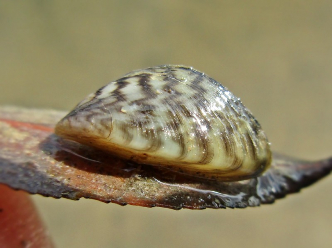 Mejillón cebra (Dreissena polymorpha)