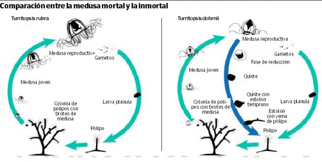 Comparación entre la medusa mortal y la inmortal.