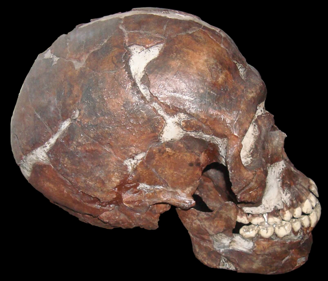Humano moderno temprano de Qafzeh Israel, molde del Museo Americano de Historia Natural.