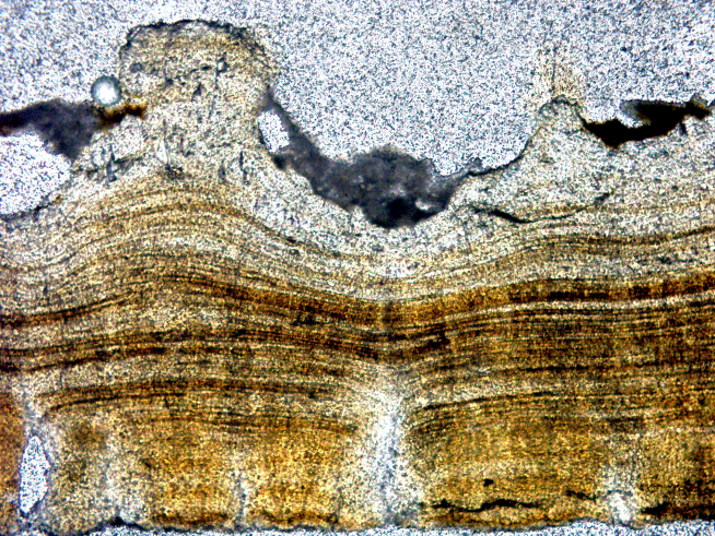 Fragmento de cáscara que es el fósil de referencia (holotipo) de Guegoolithus turolensis, el primer huevo de dinosaurio definido en Aragón. Se trata de una lámina delgada, un corte de una cáscara de huevo más fino que un cabello.