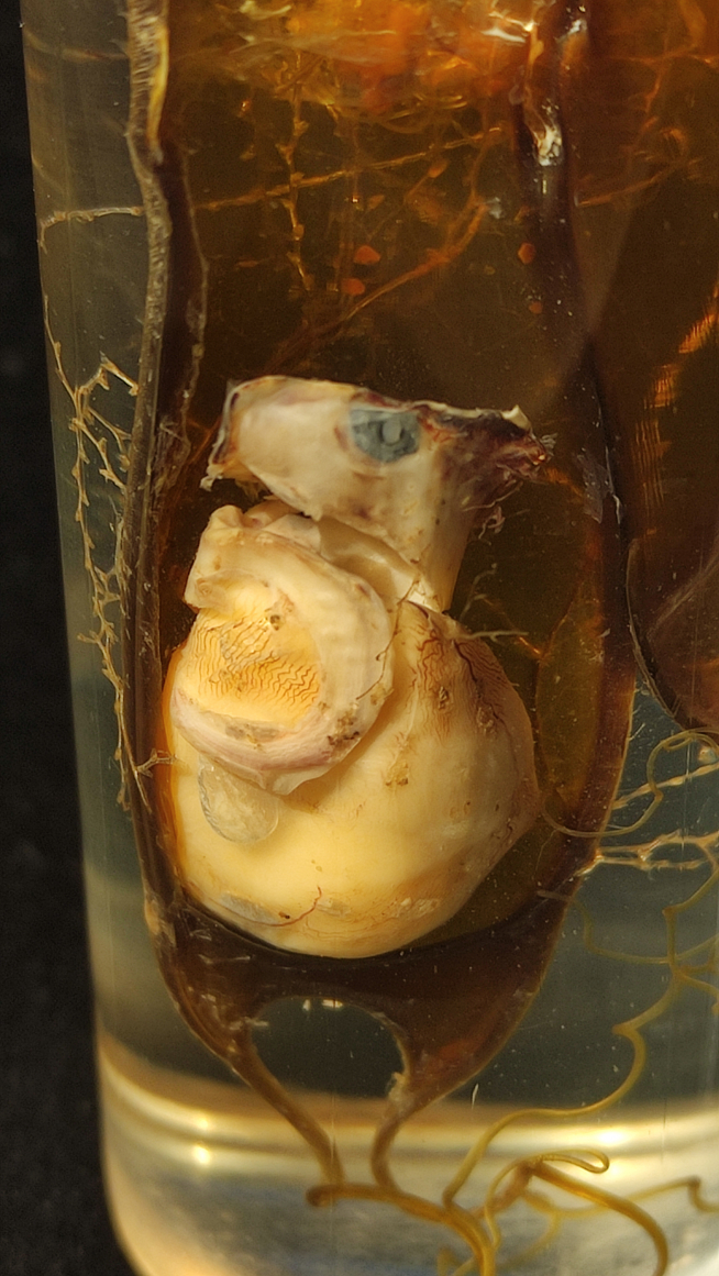Huevo de tiburón con embrión (Pintarroja, Scyliorhinus canicula).