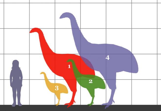 Esquema que representa el tamaño de cuatro especies de moa, un ejemplo de gigantismo insular, en relación con los humanos: 1. Dinornis novaezelandiae (3 m). 2. Emeus crassus (1.8 m). 3. Anomalopteryx didiformis (1.3 m). 4. Dinornis robustus (3.6 m).