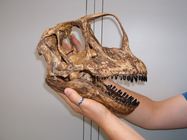 Europasaurus, un ejemplo de enanismo insular entre los dinosaurios, resultante del aislamiento de una población de saurópodos en una isla dentro de la cuenca de Baja Sajonia. Los saurópodos, dinosaurios herbívoros de largos cuellos, incluyen a los animales terrestres más grandes que jamás hayan vivido en el planeta, entre los que se encuentra el Argentinosaurus.