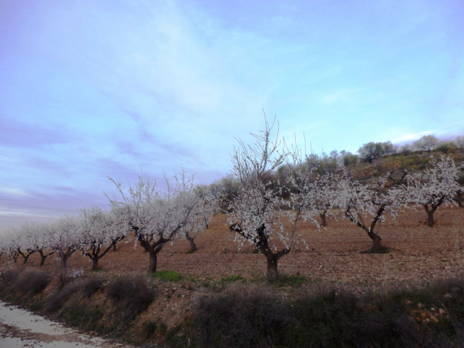Almendros en flor en la comarca de Valdejalón