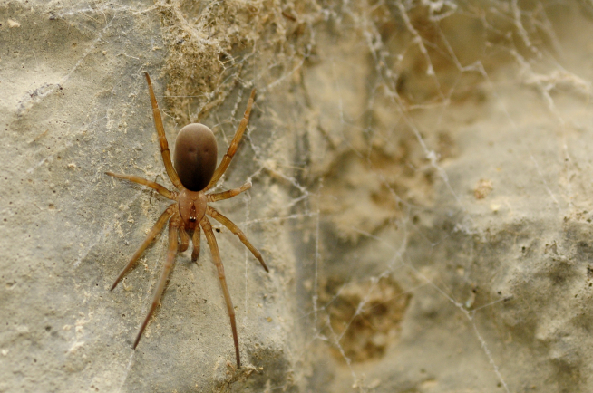 Esta araña de terciopelo (Filistata insidiatrix) coloca su tela de caza tubular en las paredes urbanas.