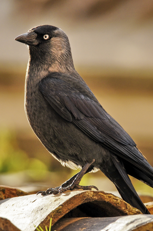 Las grajillas urbanas, un ave de la familia de los cuervos, son una de las grandes protagonistas del libro.