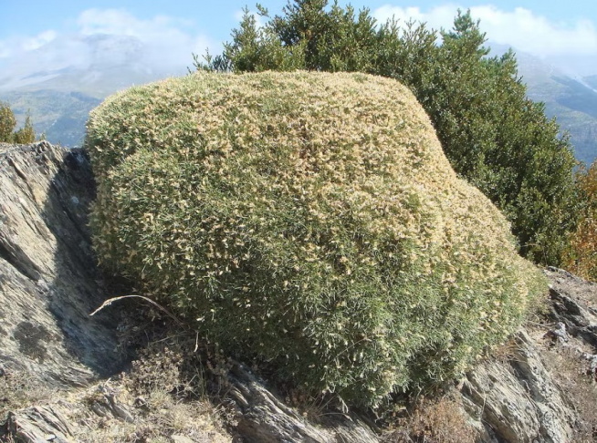 Erizón (Echinospartum horridum) en los Pirineos.