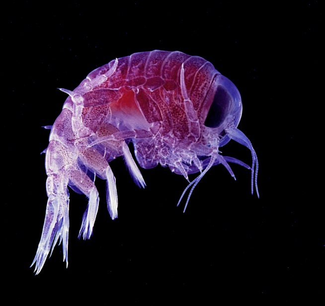 Un anfípodo hipérido Hyperia macrocephala
