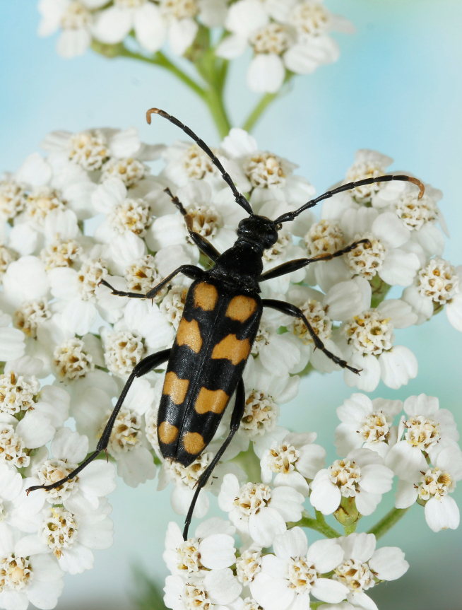 Los estudios de ADN ambiental permiten caracterizar las diversas comunidades de artrópodos (como este escarabajo Leptura quadrifasciata) que se encuentran en las flores silvestres.