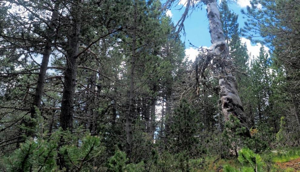 Bosque de pino negro (Pinus uncinata), en lo alto de la Sierra de Gúdar, en Valdelinares.
