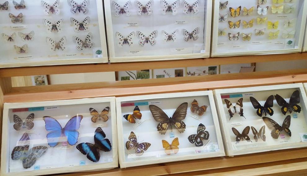 Vitrinas con ejemplares de mariposas en la Casa de las Mariposas de Griegos.