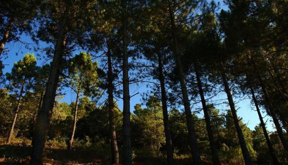 El pinsapar de Orcajo, un bosque de una especie inusual en Aragón, en la comarca de Campo de Daroca.
