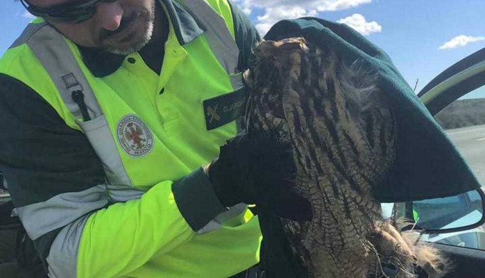 Los agentes auxiliando al búho, apunto de trasladarlo al Centro de Recuperación de Aves de la Alfranca.