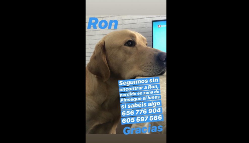 Su dueña pide ayuda para localizar a su perro.