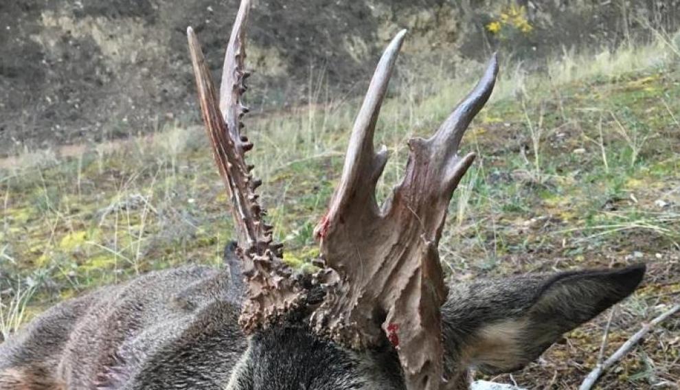 Corzo con cornamenta de extraña morfología capturado en Calatayud.