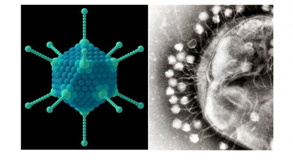 Simulación de un adenovirus. A la derecha, bacteriófagos intentando infectar una bacteria e una imagen de microscopía electrónica
