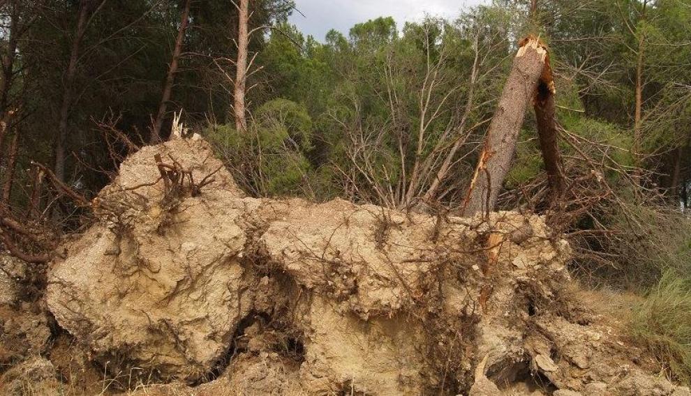 Los fuertes vientos también derribaron numerosos árboles.