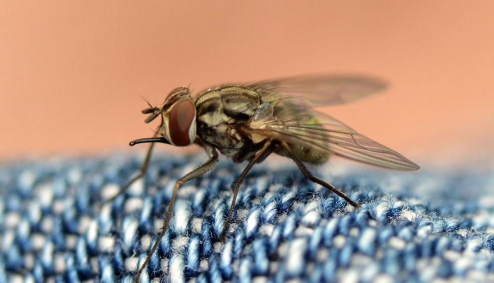 Es una mosca y se parece a la mosca común, pero además la 'Stomoxys calcitrans' o mosca de los establos pica.