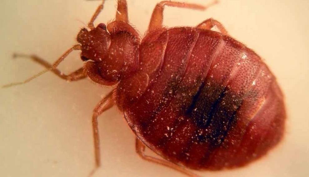 Las chinches de la cama prefieren la sangre humana y pueden estar más de un año escondidas sin salir a alimentarse.