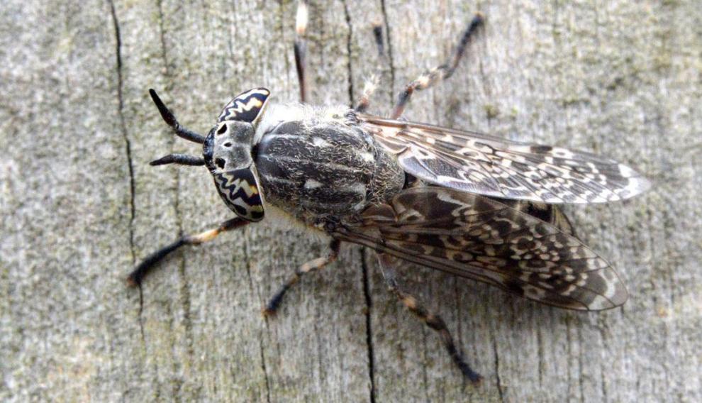 Los tábanos pueden medir hasta 3 centímetros y tienen un aparato mordedor que corta la piel y hace que su picadura sea muy dolorosa. Normalmente viven en sitios donde hay animales.