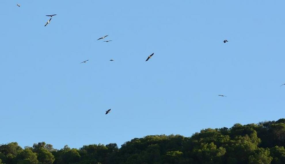 Un grupo de alimoches, volando sobre la zona que utilizan como dormidero.