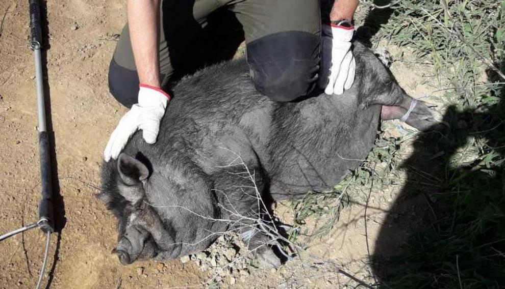 El cerdo vietnamita (en la imagen, un ejemplar capturado hace dos semanas en Mora de Rubielos) también acaba de ser incluido en el catálogo de especies invasoras, lo que conlleva las mismas prohibiciones que para la pitón real.