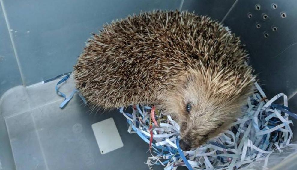 Erizo europeo (una especie protegida) incautado por el Seprona de la Guardia Civil hace unos meses. Su propietario intentó venderlo y fue imputado por un presunto delito contra la flora y la fauna.